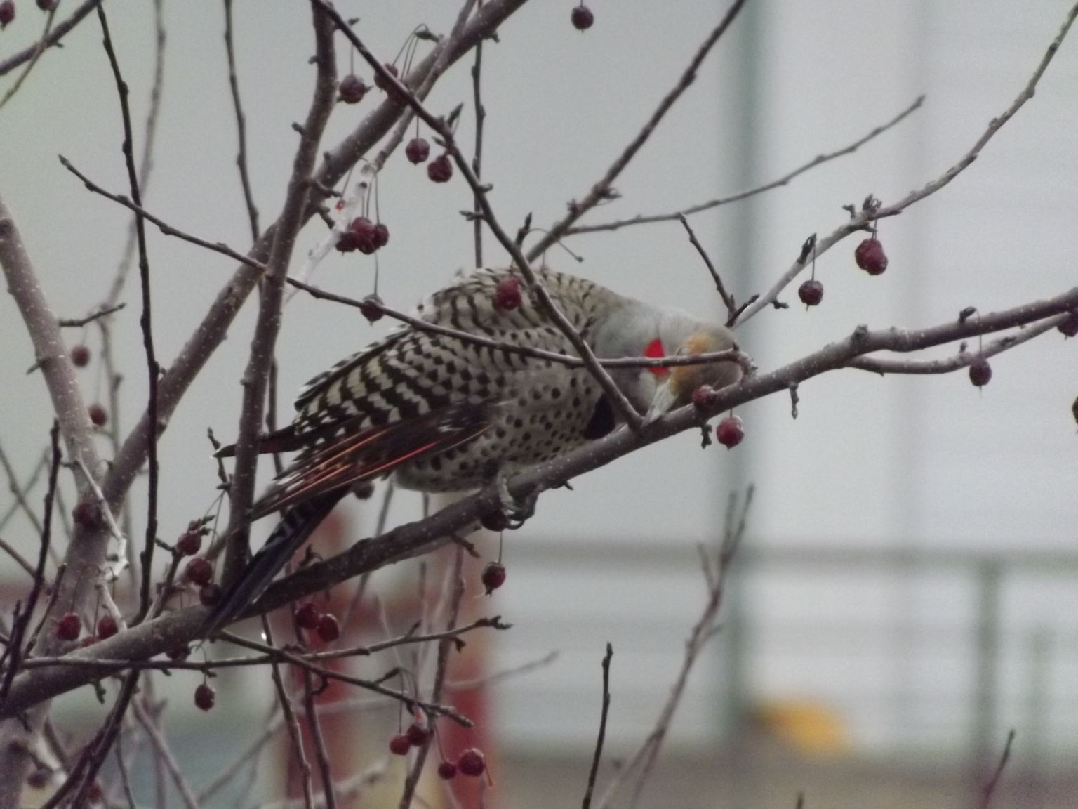Birds